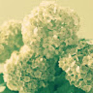 Meet your Posher, Nhi